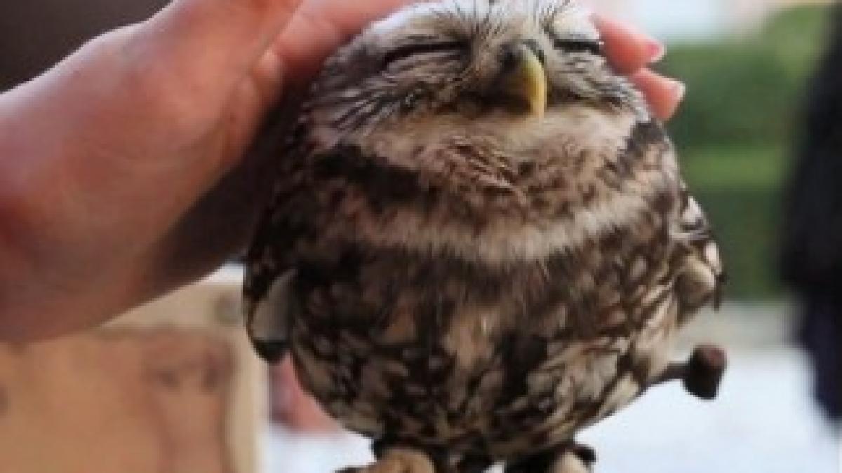 cutest-owl-in-the-world