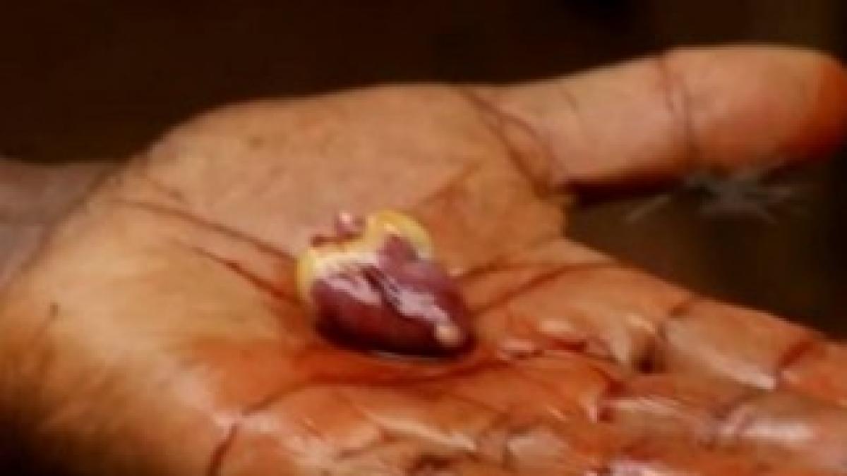 inima-gaina-bate-smulsa-piept_b3109a8122