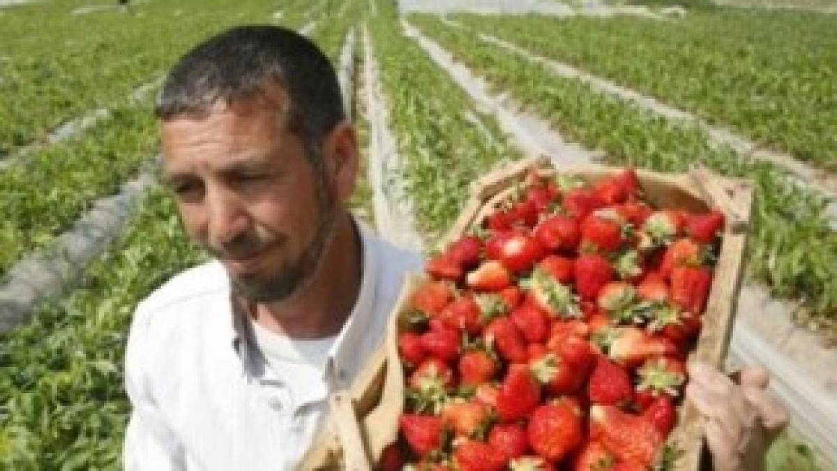 romani-la-munca-in-spania