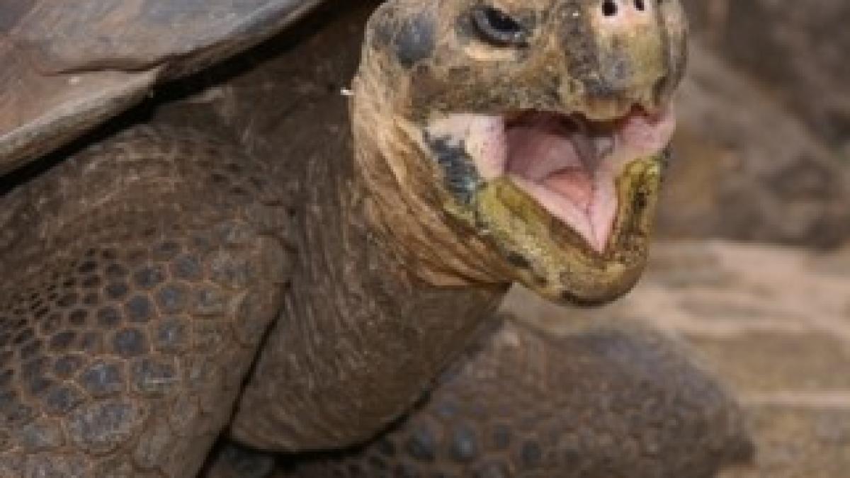 Turtle-in-the-Galapagos-3
