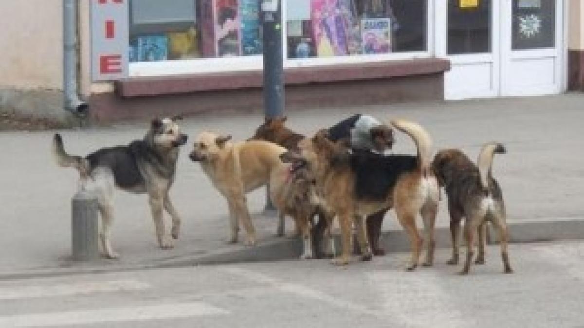 Legea-cainilor-fara-stapan-nu-a-fost-votata