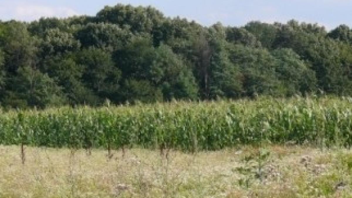 afdd8e7a59cfc8affeb4454a4a910490-4-3-teren-700-mp-padurea-scrovistea-Imobiliare