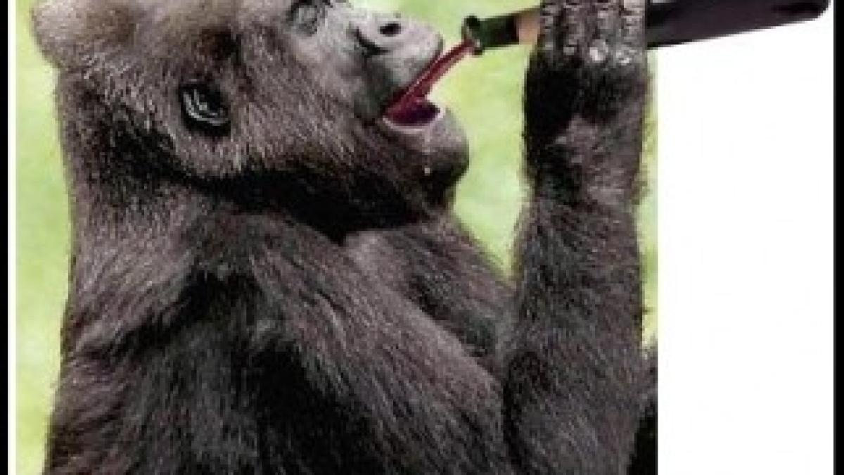 Gorilla-Drinking-Wine-From-the-Bottle