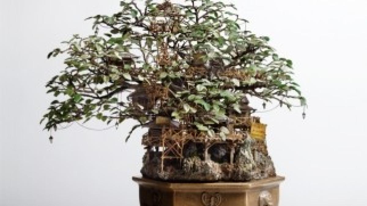 1_Aiba_Bonsai-A_view11