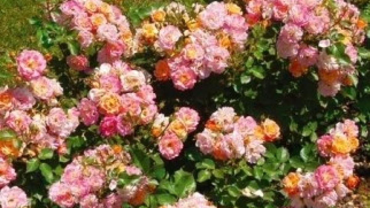 bordure-multicolor-750405-1