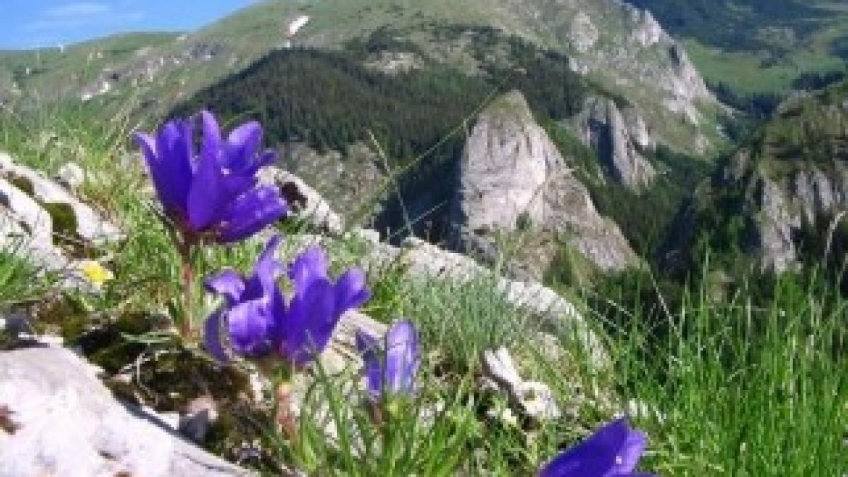 Clopotei_In_Retezat_big