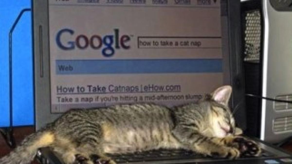 google-and-cat