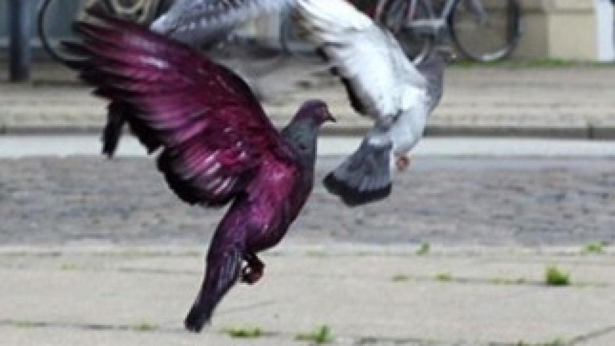 1482381_20120628123251