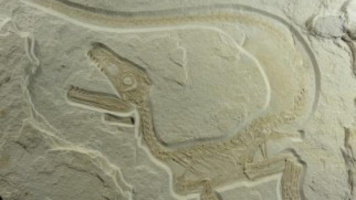 Sciurumimus-albersdoerferi