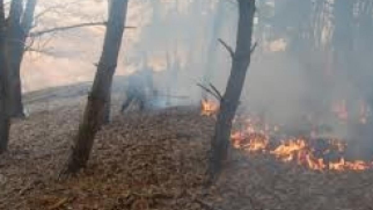 incendiu-muntii-rodnei