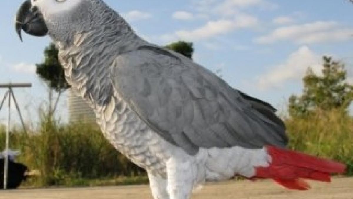 africangrayparrot_a_1