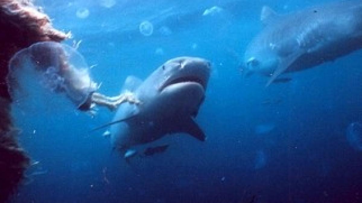 blue-world-documentary-underwater-aquatic-sharks-shark-jellyfish-8690153
