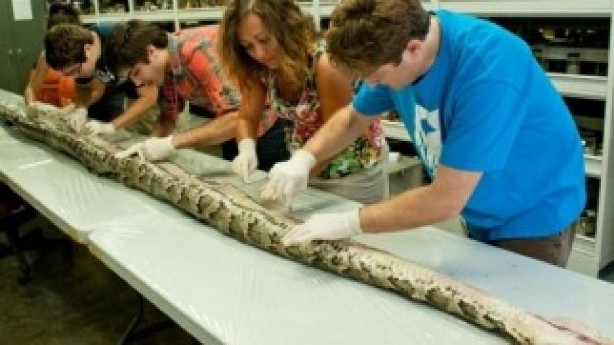 Captura-unui-piton-asiatic-de-518-metri-lungime