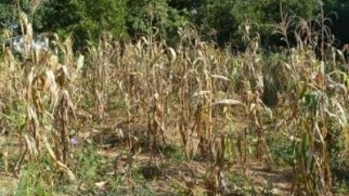 seceta-lan-porumb-uscat