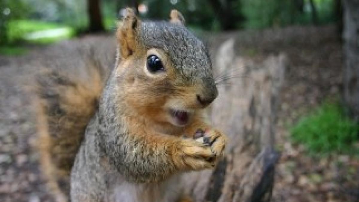 squirrel3