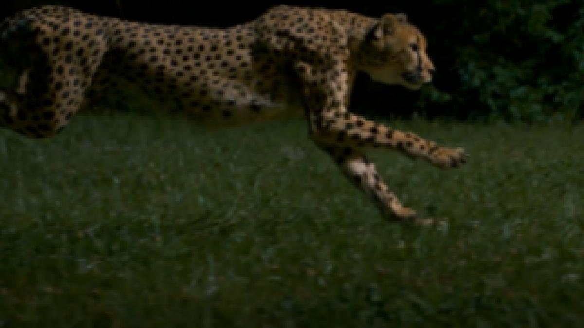 Ghepard