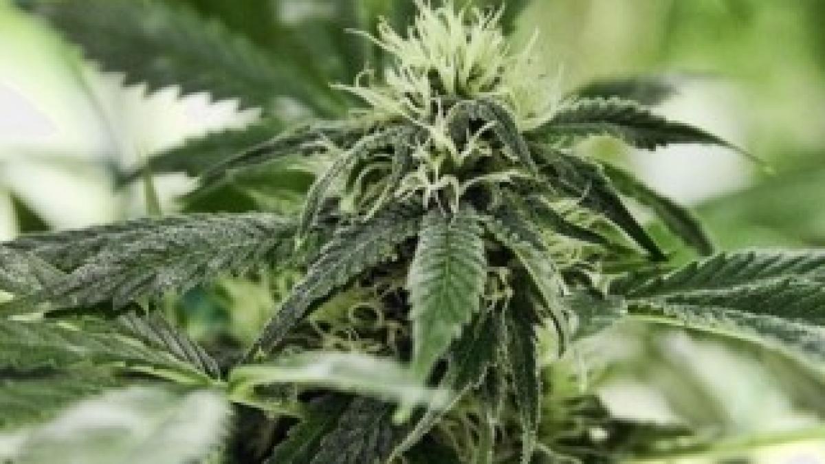 marijuana-planta