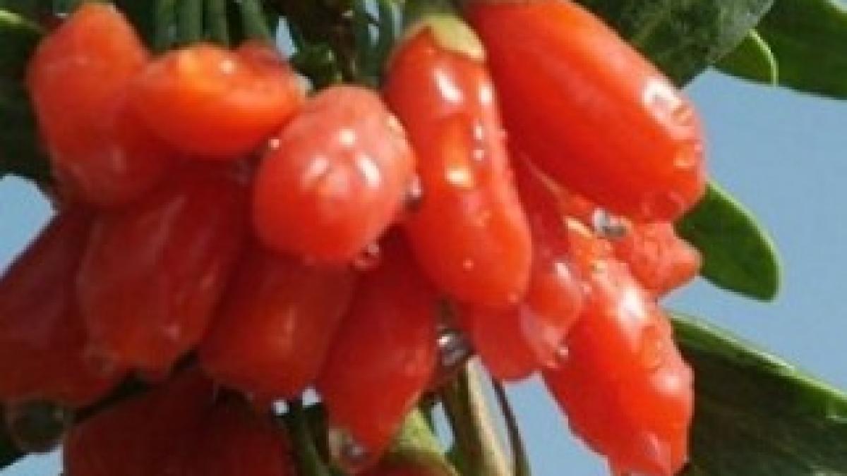 goji