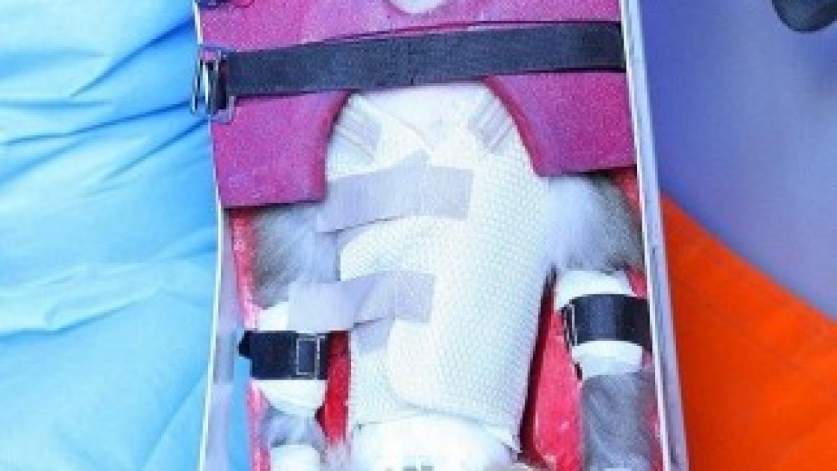 maimuta-iran-spatiu-dece