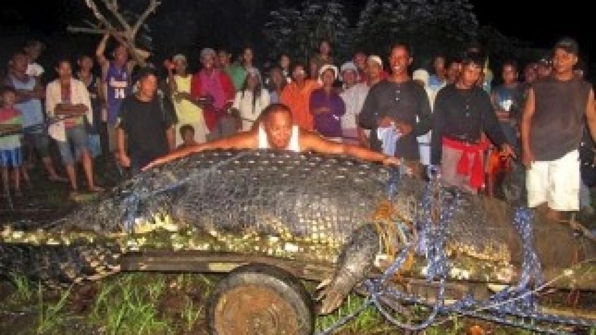 109064119_crocodile_311300c