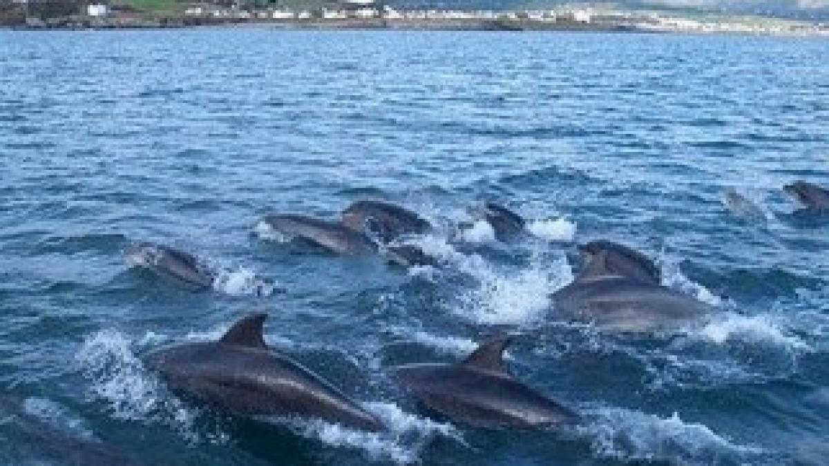 dolphin-group