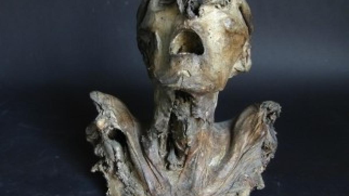 specimen-front-130205