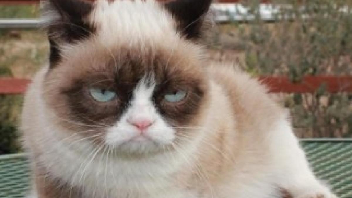 grumpy-cat