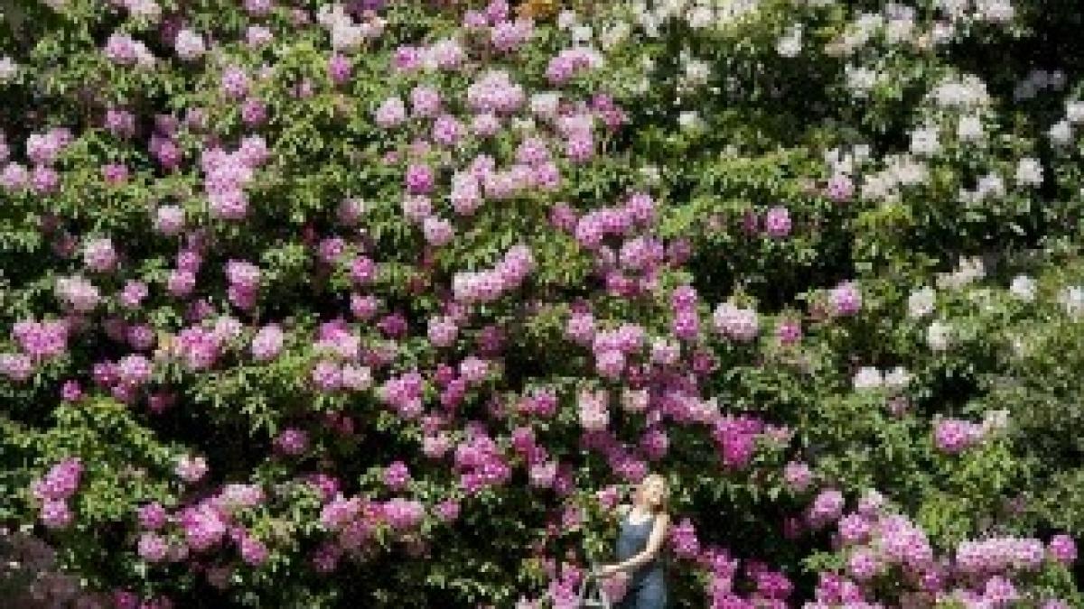 article-2336774-1A2D2D8B000005DC-859_964x635