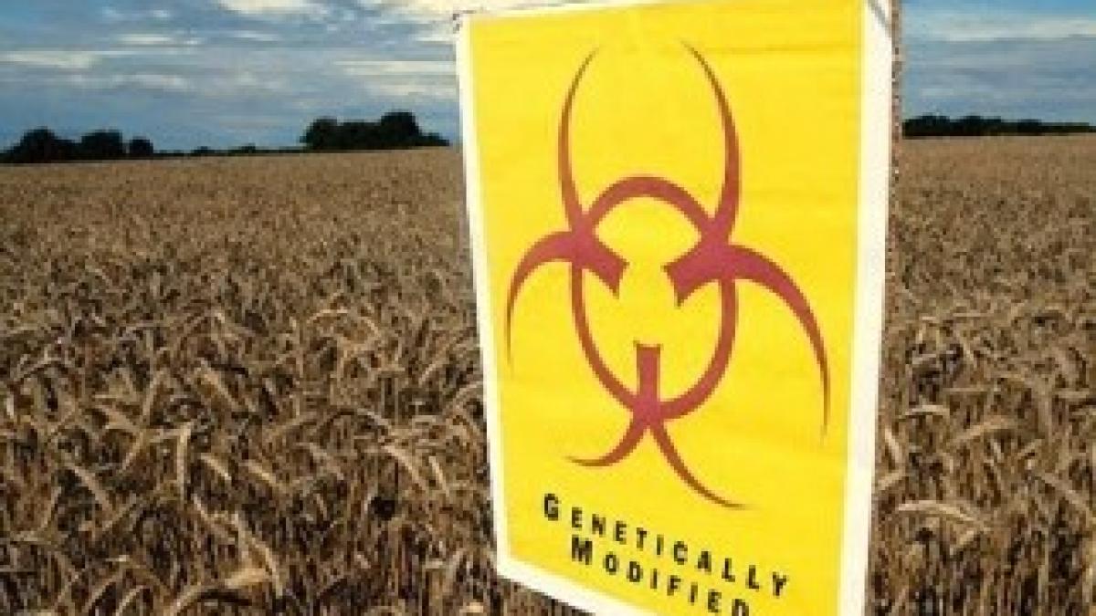 gm-crops
