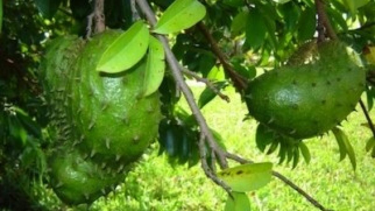 soursop