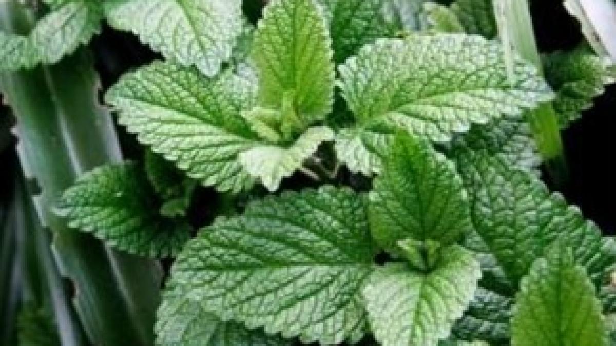 menta_sa-crop-644x416