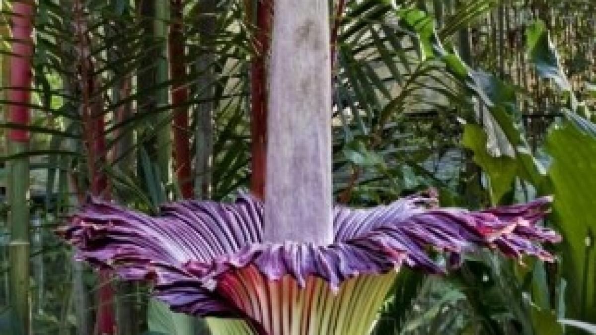 0-328359-floarea_610cd4f8d2