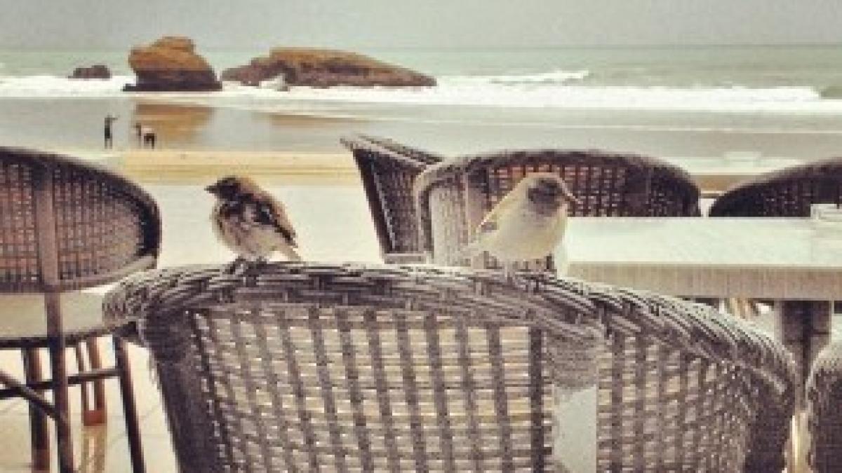 602566_429960670399094_287314800_n