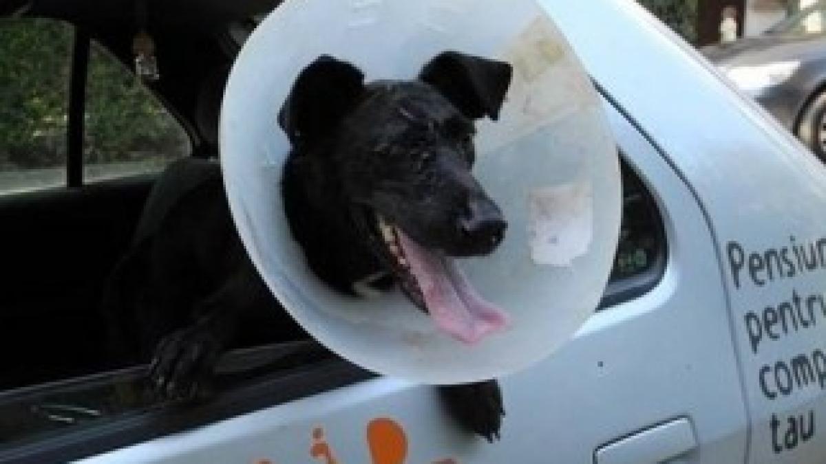 caine-impuscat-in-cap-timisoara-pethope-3