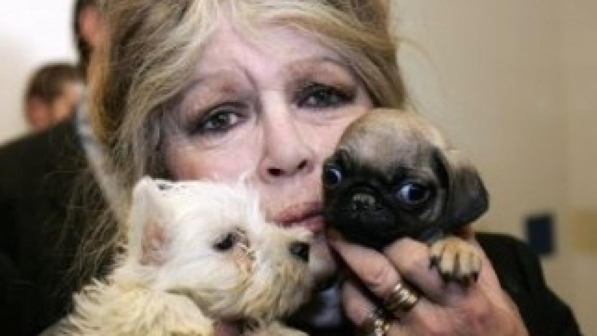 bridget_bardot_animal_activism_puppy_dog_eyes