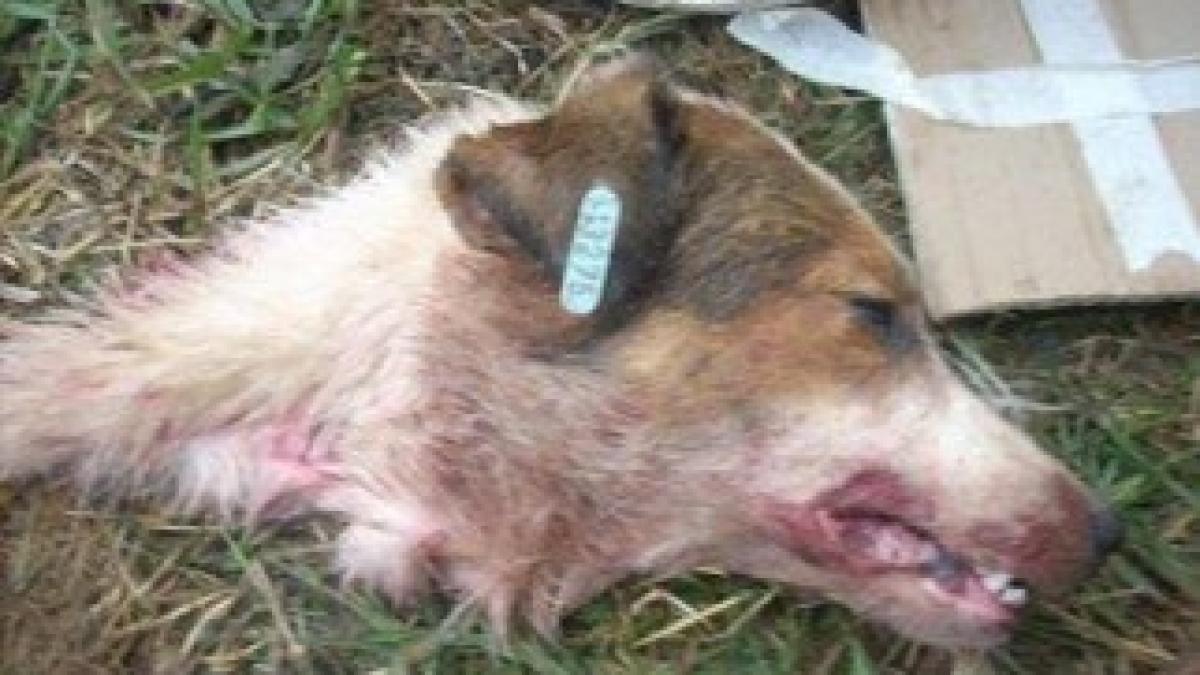 1186065_591332827576850_1246431251_n