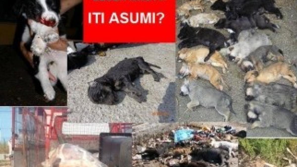 1236294_515421178550651_124199311_n