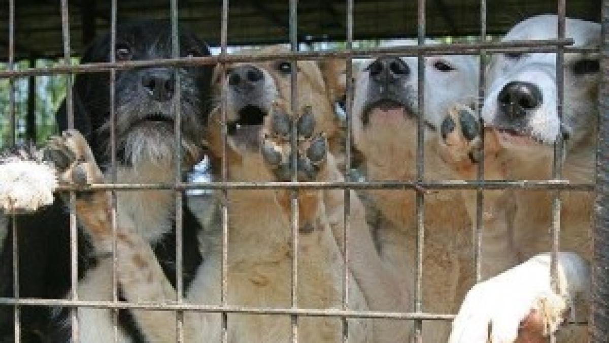 24_Caini_RZV_295197962f