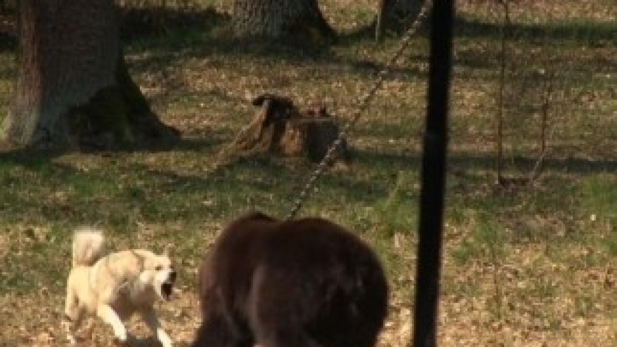 lupte_caini_ursi_vier_pfoten_52397500