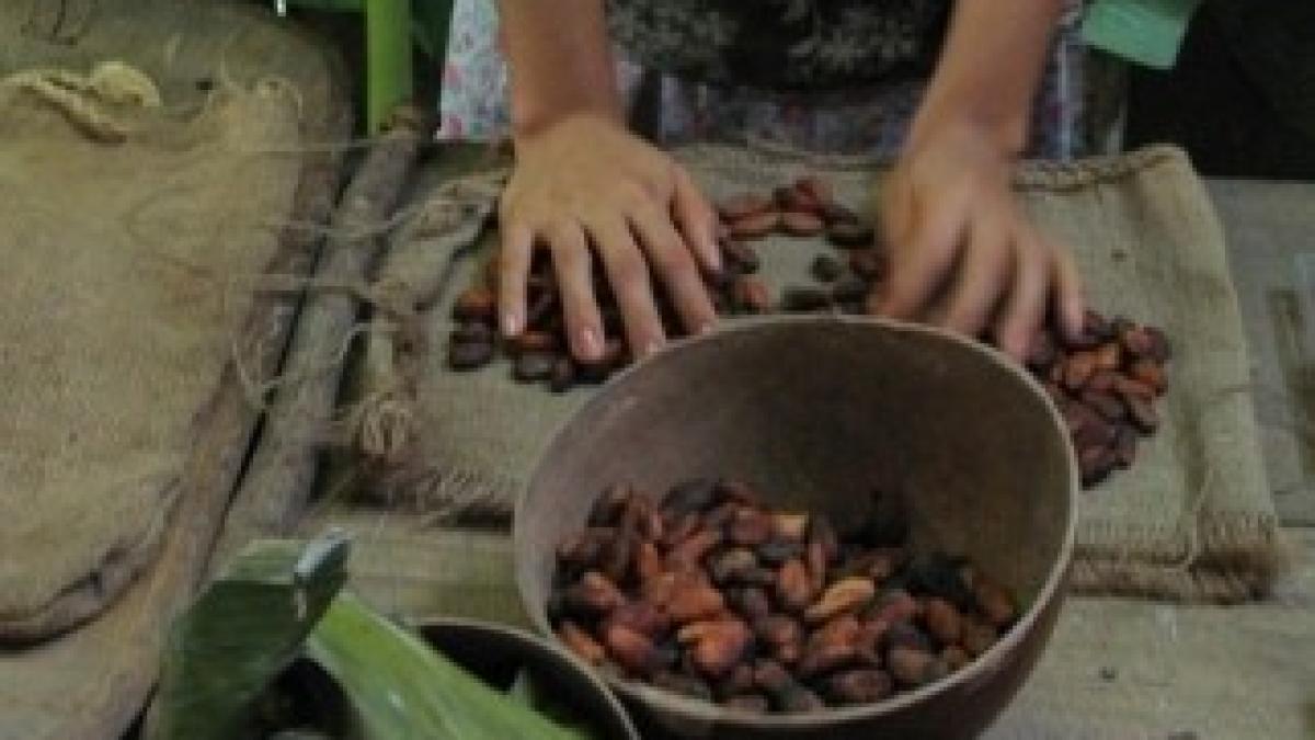 cacao