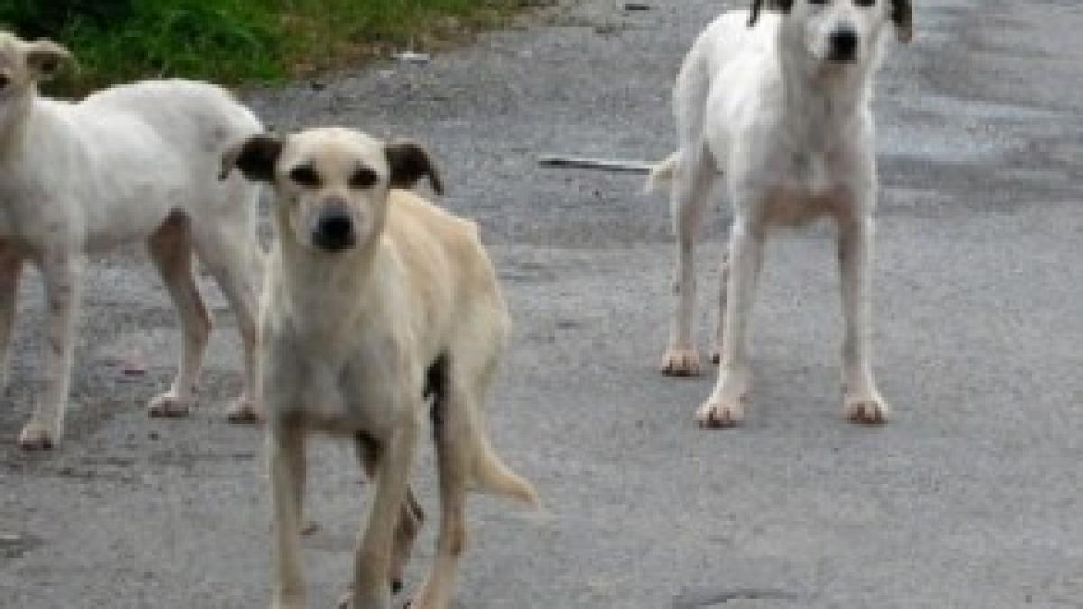 caini_maidanezi_poza_poza_81504300_94872800