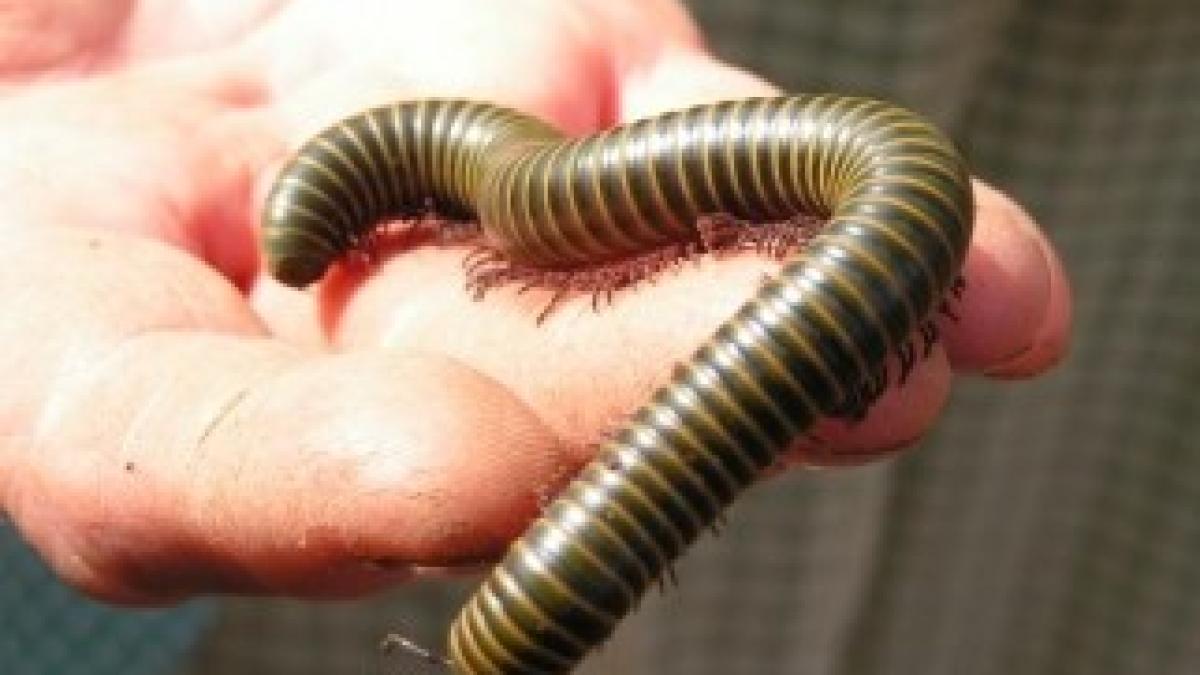 Centipede-nonpoisonous