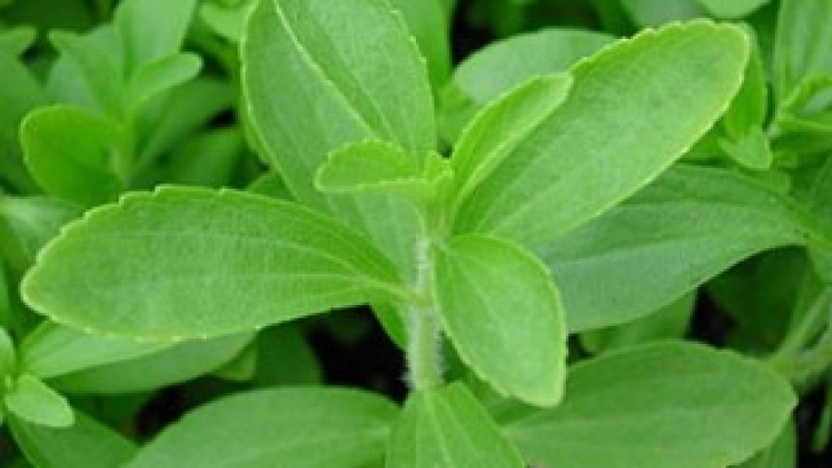 stevia