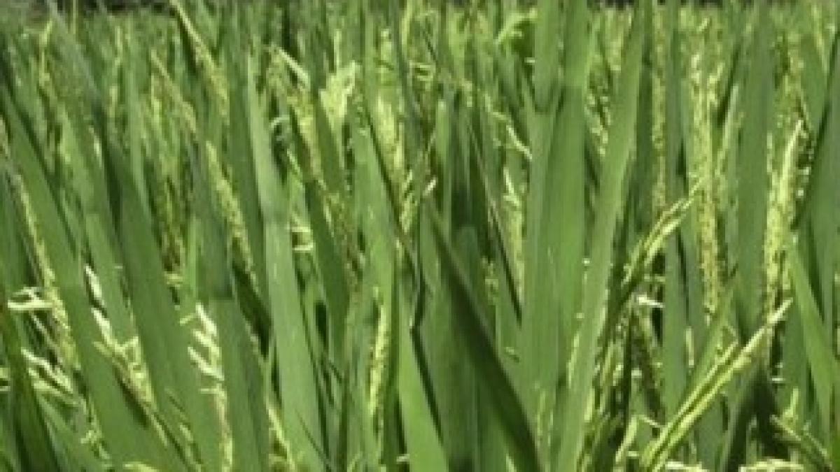 b677b3ae-4248-11e3-860b-30b7a46de549-493x328