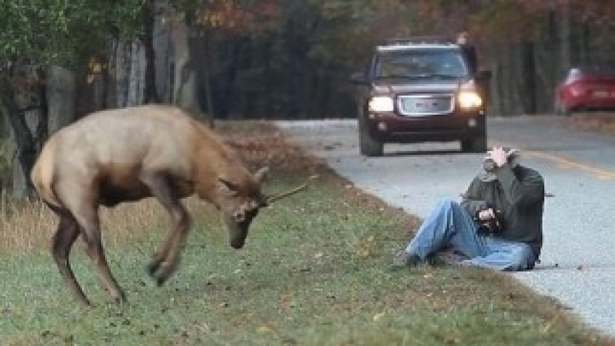 01-get_elk_of_my_way