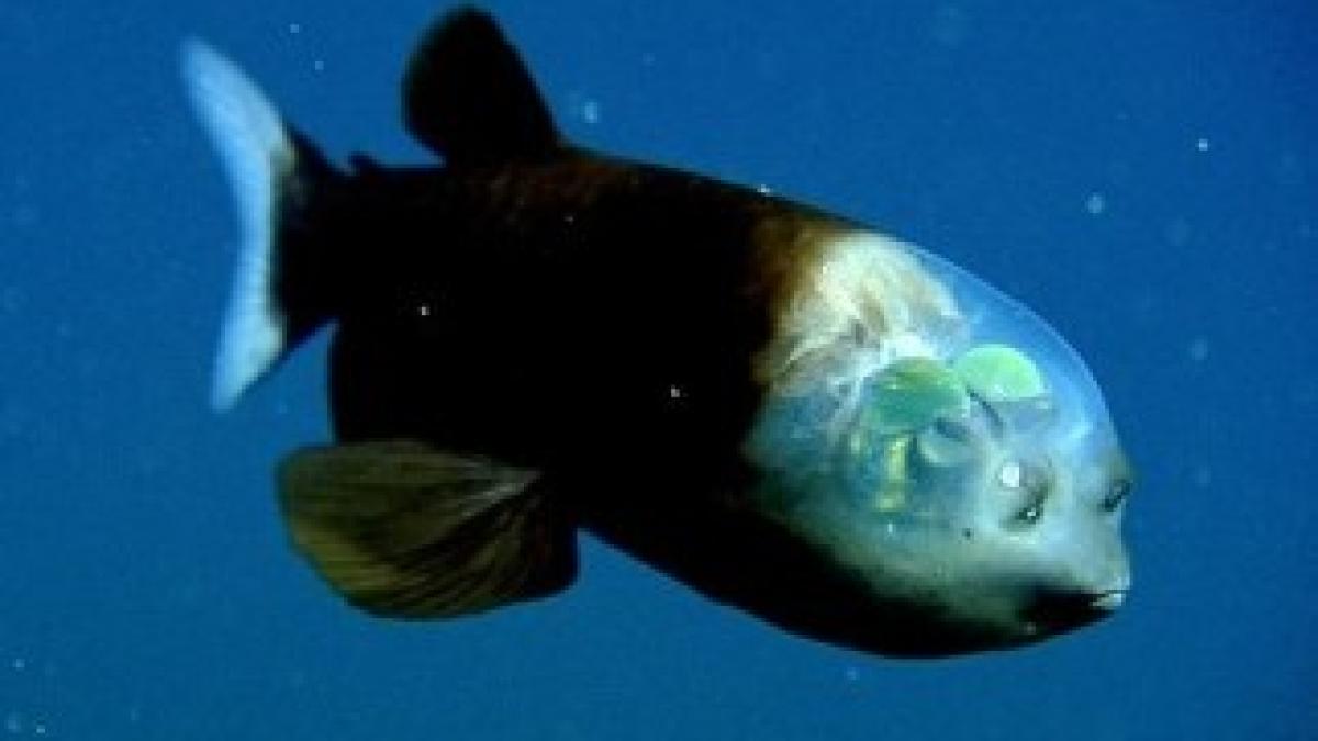 pestele_barreleye