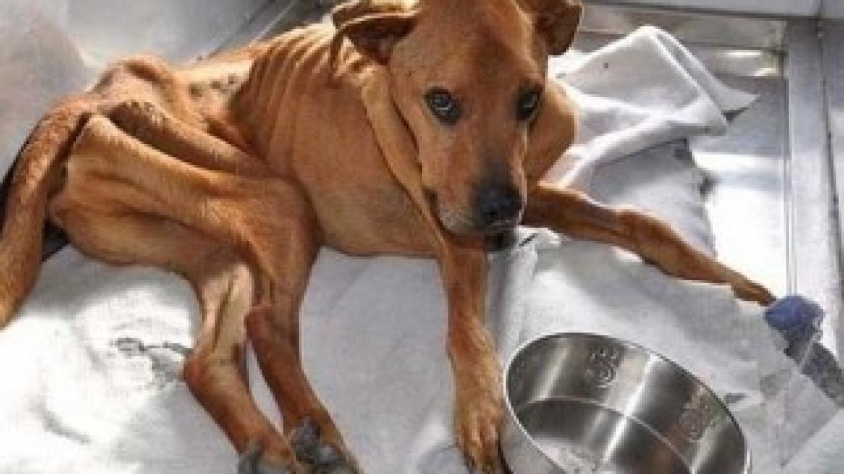 01-the_miracle_of_the_rescued_skinny_dog