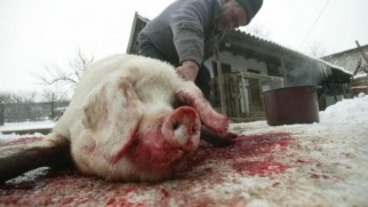 ignat-sarbatoare-insangerata-18328620