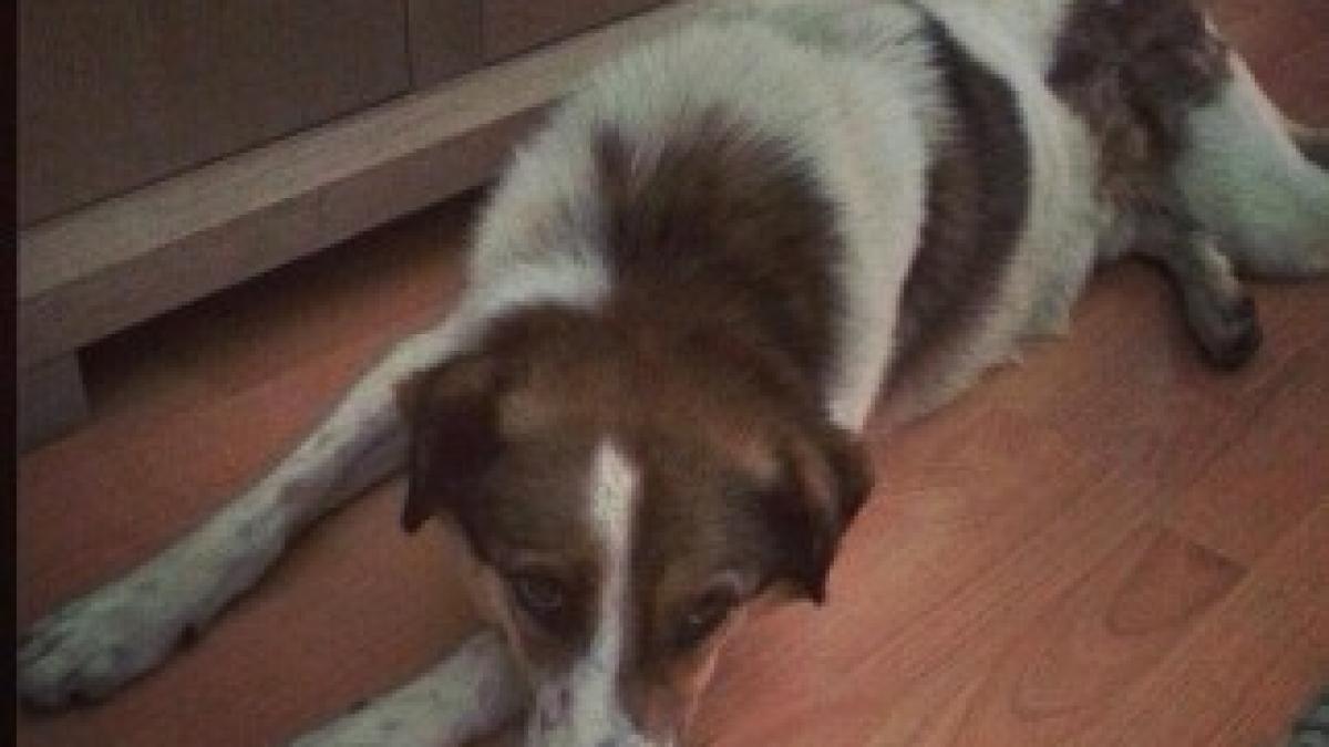 caine-andreea-berecleanu