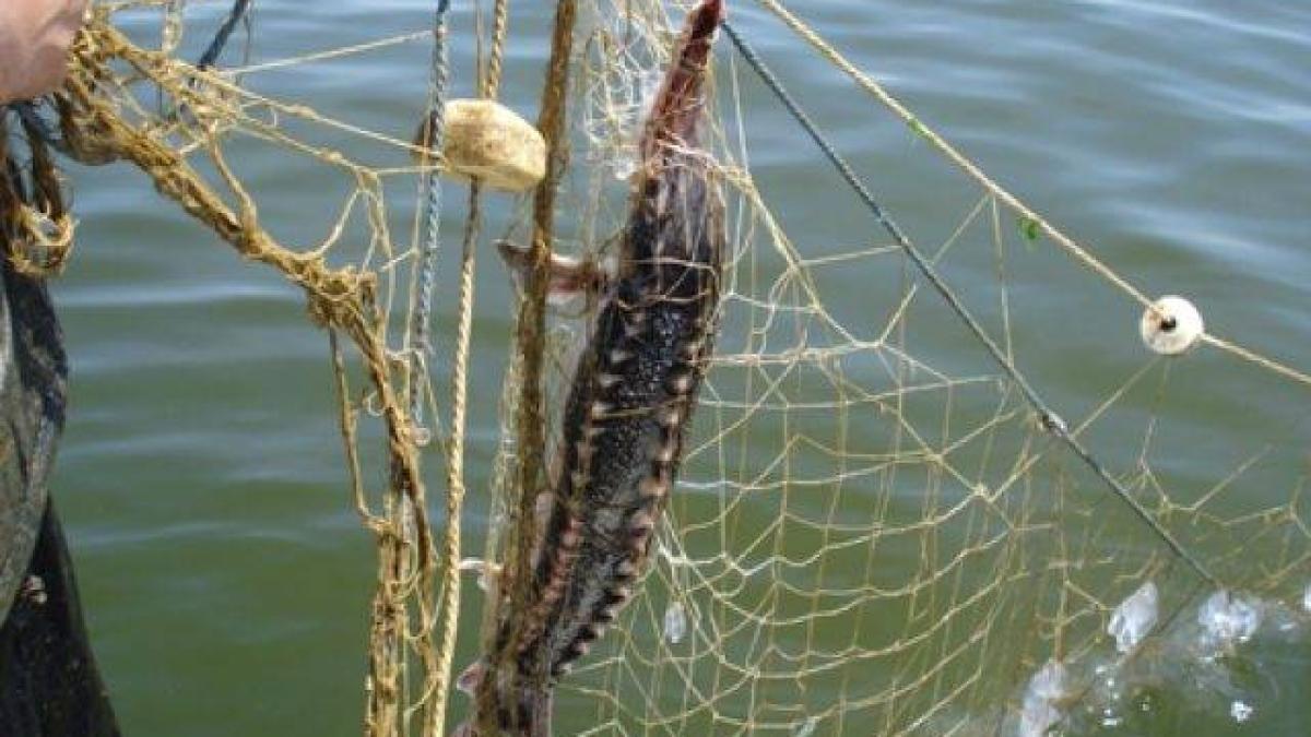 braconaj_sturion_69866900